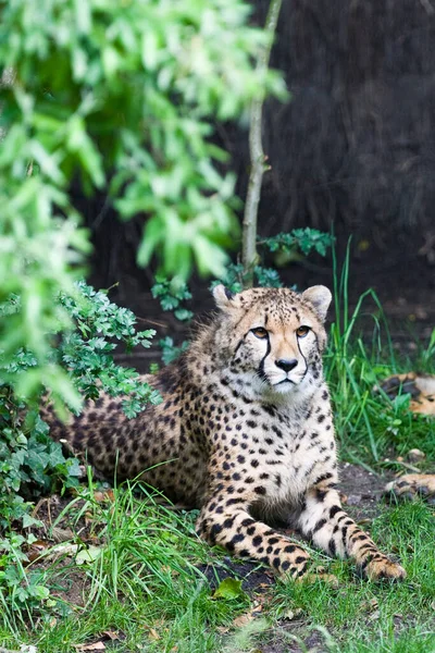 Guepardo Reposo Acinonyx Jubatus Soemmeringii Sobre Hierba Día Soleado —  Fotos de Stock