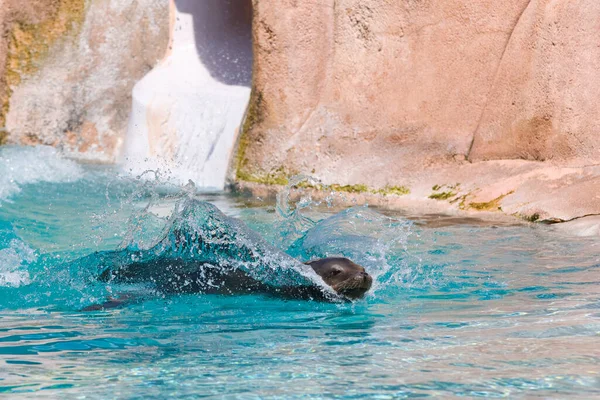 小海豹在游泳池里游泳 — 图库照片