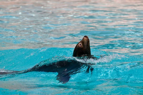 Junge Robbe Schwimmt Becken — Stockfoto