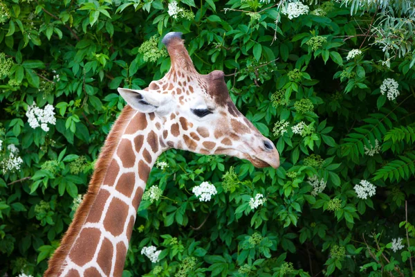 Retrato Jirafa Giraffa Camelopardalis Delta Del Okavango Botswana África —  Fotos de Stock