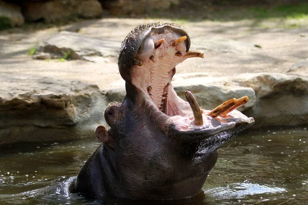 口を開けたまま水の中のカバが — ストック写真