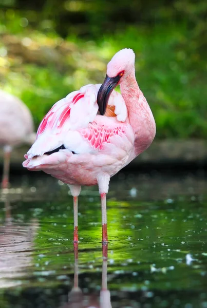 close up of of flamingos at a small lake
