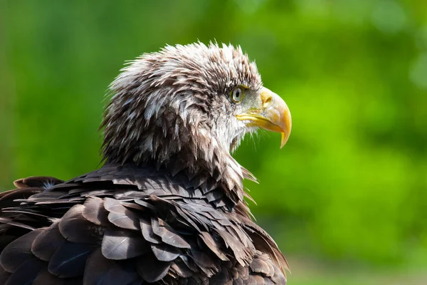 Weißkopfseeadler Lat Haliaeetus Leucocephalus — Stockfoto