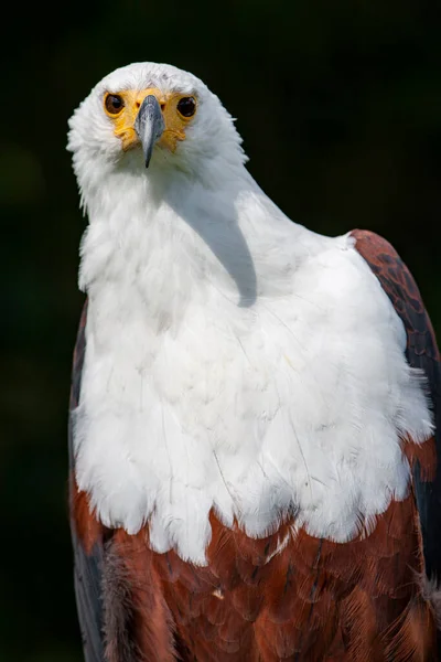 Águila Pescadora Africana Haliaeetus Vocifer — Foto de Stock