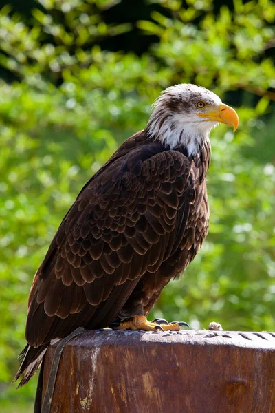 Águila Calva Lat Haliaeetus Leucocephalus — Foto de Stock