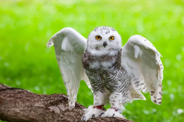 Yazın karlı baykuş (Bubo scandiacus)