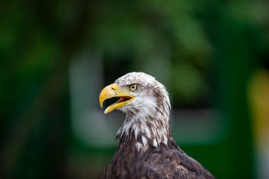 Kel kartal (lat. haliaeetus leucocephalus)