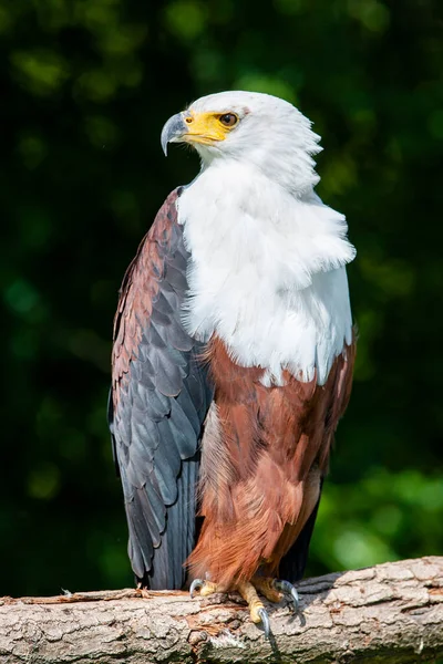 Águila Pescadora Africana Haliaeetus Vocifer — Foto de Stock