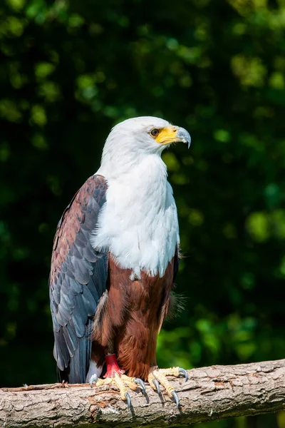 Águia Peixe Africana Haliaeetus Vocifer — Fotografia de Stock