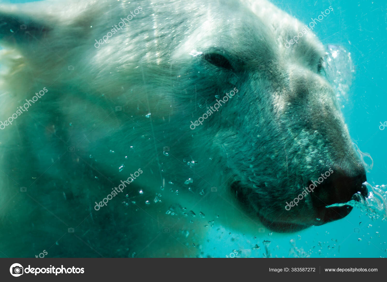 シロクマ 海中写真素材 ロイヤリティフリーシロクマ 海中画像 Depositphotos シロクマ 海中写真素材 ロイヤリティフリーシロクマ 海中画像 Depositphotos