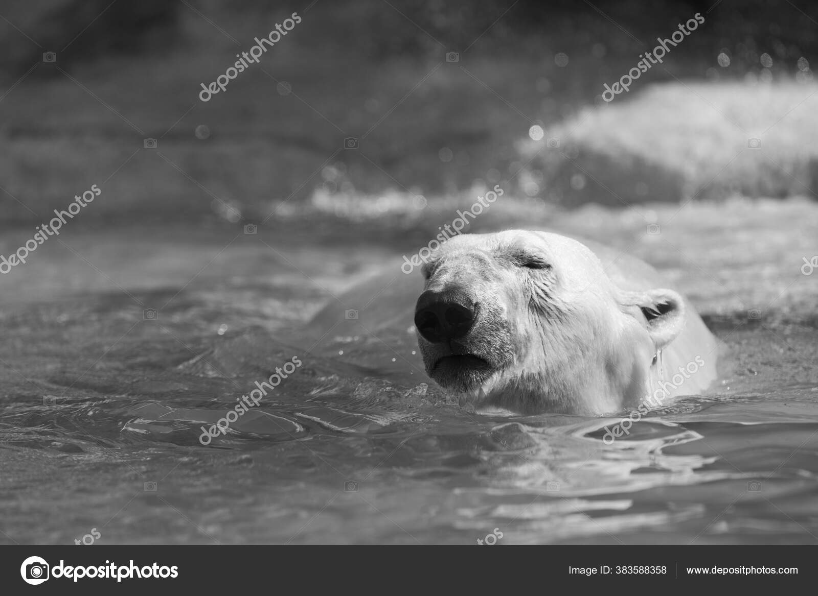 シロクマ 海中写真素材 ロイヤリティフリーシロクマ 海中画像 Depositphotos シロクマ 海中写真素材 ロイヤリティフリーシロクマ 海中画像 Depositphotos