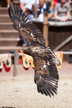 Uçan bir kartalın yakın çekimi.