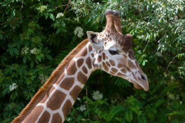 Zürafa (Giraffa camelopardalis) Botsvana, Afrika 'daki Okavango Deltası' nda