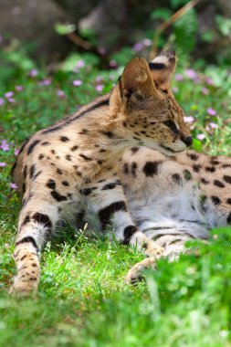 Çimenlerde dinlenen serval (Leptailurus serval)