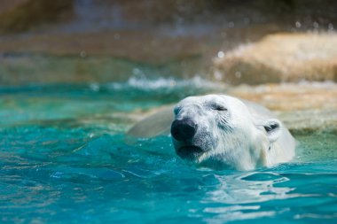 Kutup ayısı su altında