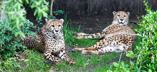 Resting Cheetahs Acinonyx Jubatus Soemmeringii Resting Grass Sunny Day — Stock Photo, Image
