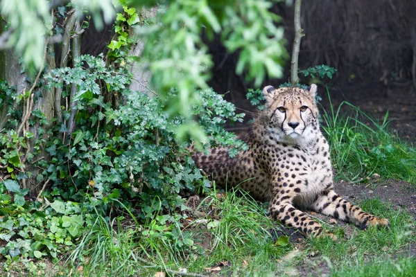 Resting Cheetah Acinonyx Jubatus Soemmeringii Grass Sunny Day — Stock Photo, Image