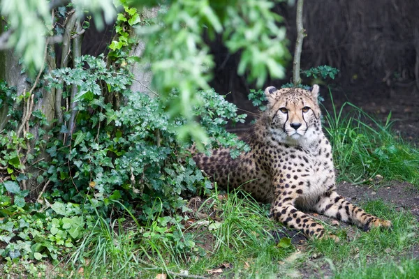 Descansando Chita Acinonyx Jubatus Soemmeringii Grama Dia Ensolarado — Fotografia de Stock