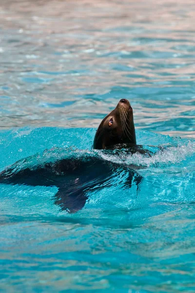 小海豹在游泳池里游泳 — 图库照片