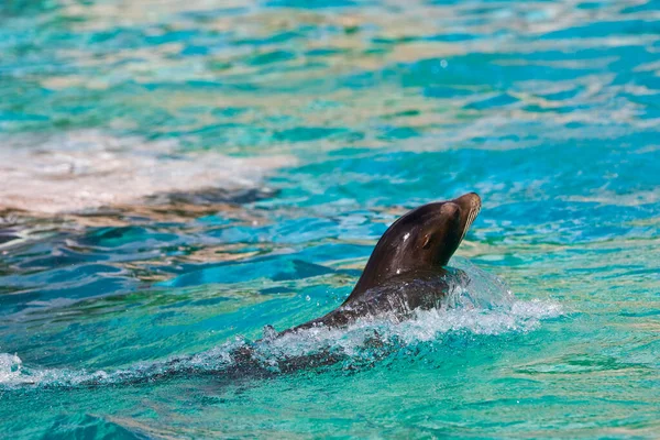 プールで泳いでいる若いアザラシ — ストック写真