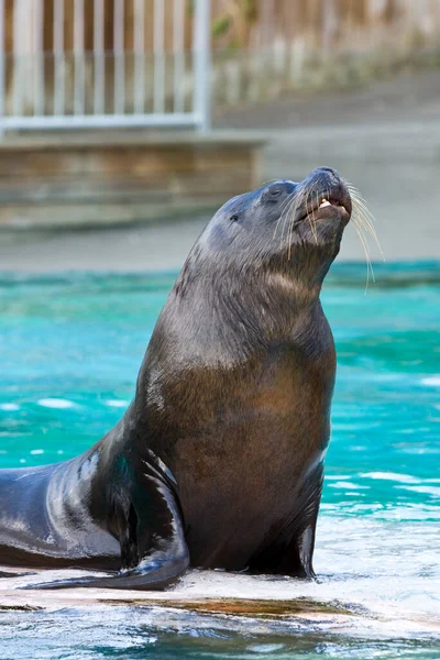 Jovem Foca Nadando Piscina — Fotografia de Stock