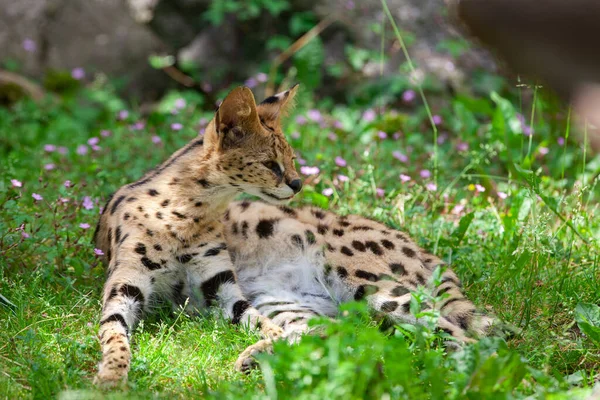 Çimenlerde Dinlenen Serval Leptailurus Serval — Stok fotoğraf