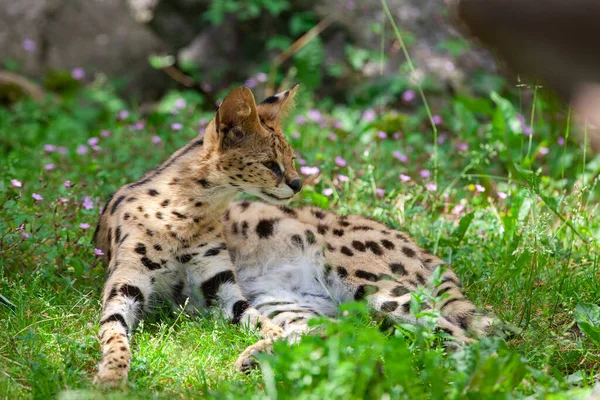 Реставрация Сервала Leptailurus Serval Траве — стоковое фото