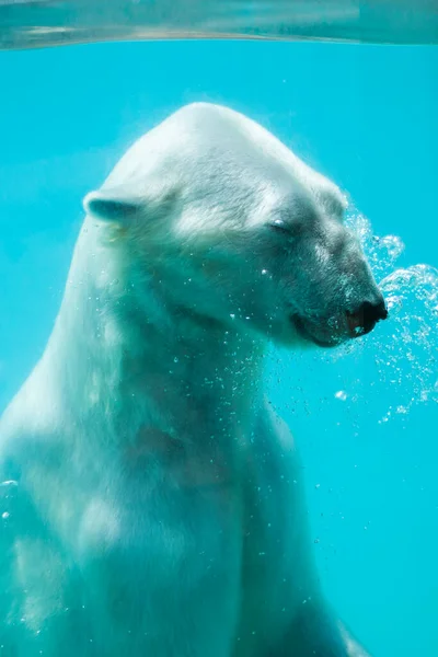 Oso polar bajo el agua —  Fotos de Stock