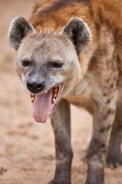 Spotted Hyena in the Kruger National Park, South Africa clipart