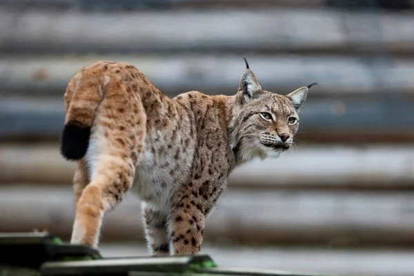 Красивый Кадр Кошки — стоковое фото