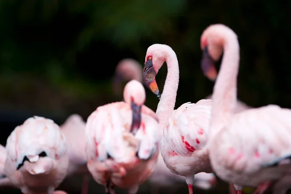 Flamingos Small Lake Sunny Day — Stock Photo, Image