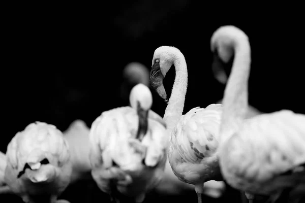 Flamingos Einem Kleinen See Sonnigen Tagen — Stockfoto