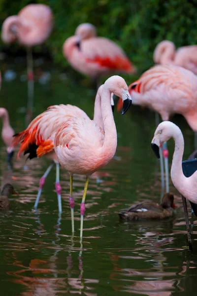 Flamingos Small Lake Sunny Day — Stock Photo, Image