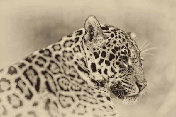 Cheetah Okavango Delta Botsuana Vista Perto — Fotografia de Stock