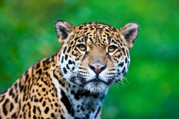 Güzel jaguar (lat. Panthera onca)