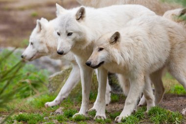 Beyaz kutup kurtları sürüsü.
