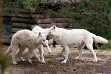Beyaz kutup kurtları sürüsü.