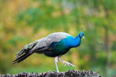 Güzel tavus kuşu mavi gözlü