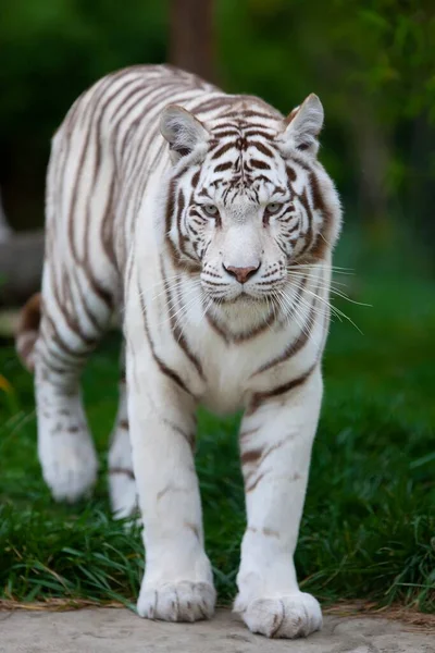 White tiger, a pigmentation variant of the Bengal tiger