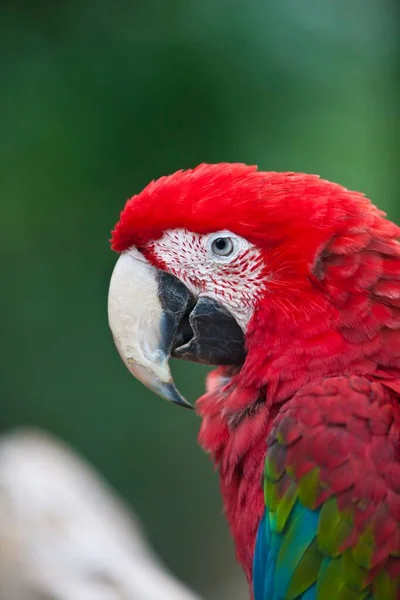Close Red Head Macaw — стоковое фото