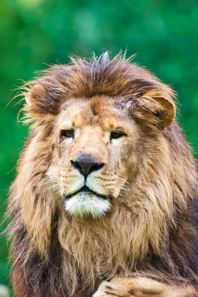 Close Male Lion — Stock Photo, Image