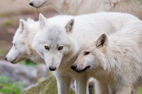 Beyaz kutup kurtları sürüsü.