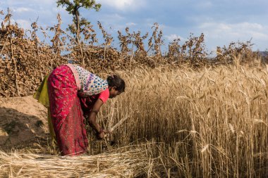 Hindistan 'ın Madhya Pradesh kentindeki Bandhavgarh Ulusal Parkı' nda, Tala adında küçük bir köyde tarlada çalışan kimliği belirsiz kadınlar, yaklaşık Nisan 2011 'de