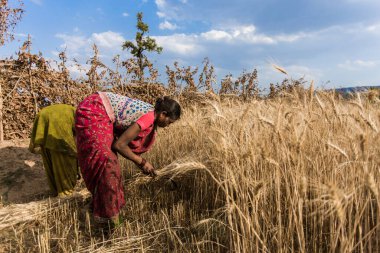 Hindistan 'ın Madhya Pradesh kentindeki Bandhavgarh Ulusal Parkı' nda, Tala adında küçük bir köyde tarlada çalışan kimliği belirsiz kadınlar, yaklaşık Nisan 2011 'de