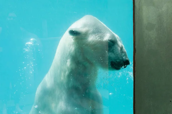 Niedźwiedź Polarny Wodzie — Zdjęcie stockowe