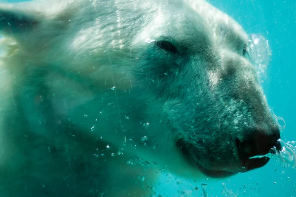 Белый Медведь Воде — стоковое фото
