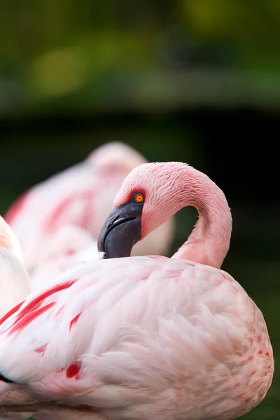 Flamingos at a small lake