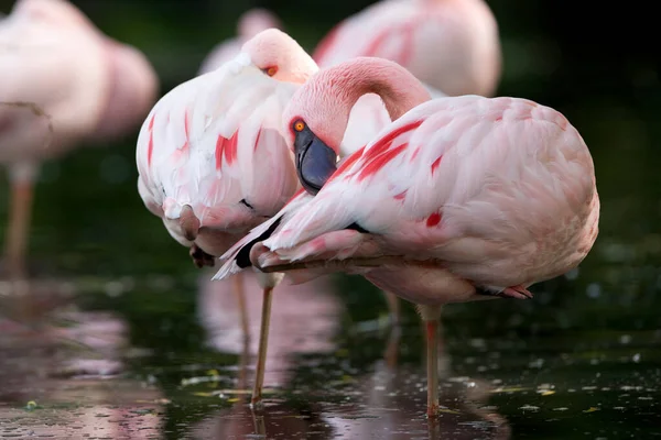 Flamingos Small Lake — Stock Photo, Image