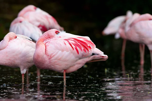 Flamingos at a small lake