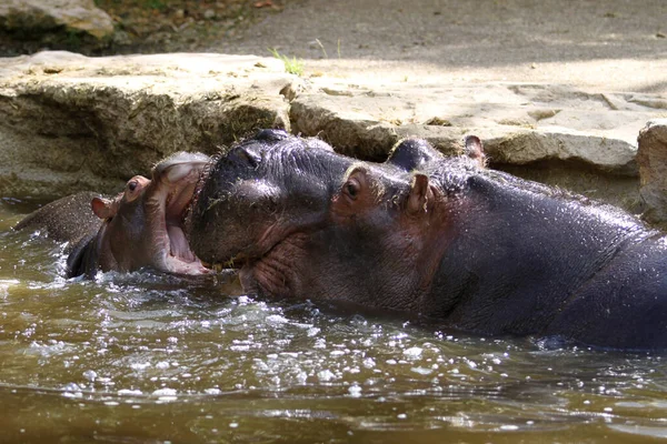 Hipopótamo Anfibio Agua —  Fotos de Stock